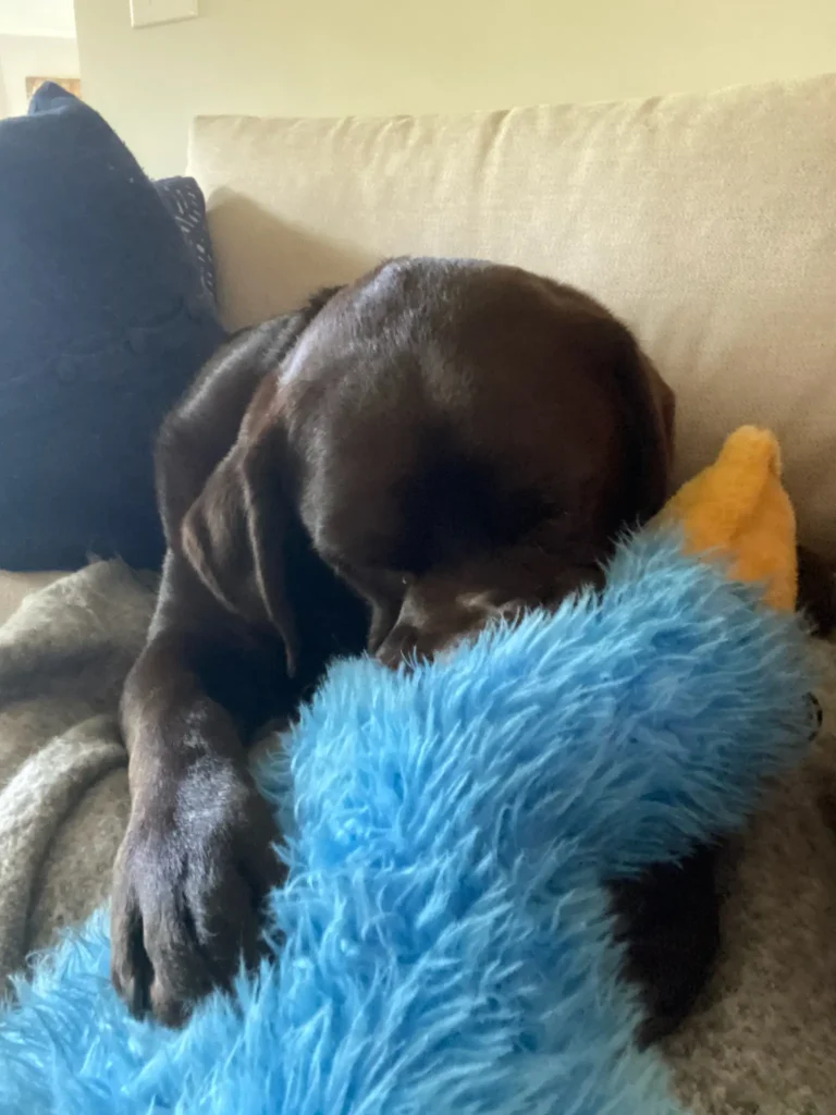 image shows a chocolate Labrador Retriever sleeping soundly on a couch, snuggled up with a blue, fluffy toy
